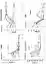 Fig. 05 - Compositions and methods for the systemic treatment of arthritis