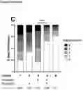 Fig. 07 - Type I diabetes therapy