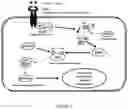 Fig. 02 - Methods and compositions for reducing growth, migration and invasiveness of brain cancer stem cells and improving survival of patients with brain tumors