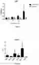 Fig. 03 - FORMULATION OF FISH VACCINE BASED ON LIPIDIC NANOVESICLES, IN PARTICULAR, A PROTEOLIPOSOME OR COCHLEATE, WITH ACTIVITY AGAINST THE SALMONID RICKETTSIAL SYNDROME (SRS)