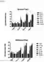 Fig. 06 - Norovirus vaccine