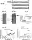 Fig. 02 - Immunogenic RSV polypeptides