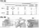 Fig. 07 - Immunogenic RSV polypeptides