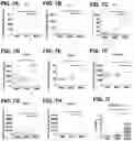 Fig. 08 - Immunogenic RSV polypeptides