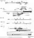 Fig. 02 - VIRAL VECTORS AND THEIR USE IN THERAPEUTIC METHODS