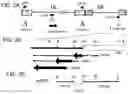 Fig. 03 - VIRAL VECTORS AND THEIR USE IN THERAPEUTIC METHODS