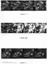 Fig. 16 - CORROLE COMPOSITIONS