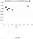 Fig. 02 - Lyophilized preparation of cytotoxic dipeptides