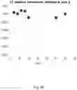 Fig. 03 - Lyophilized preparation of cytotoxic dipeptides