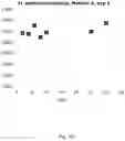 Fig. 04 - Lyophilized preparation of cytotoxic dipeptides