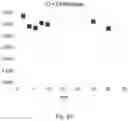 Fig. 06 - Lyophilized preparation of cytotoxic dipeptides