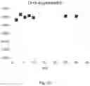 Fig. 09 - Lyophilized preparation of cytotoxic dipeptides
