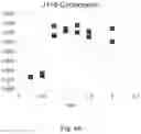 Fig. 12 - Lyophilized preparation of cytotoxic dipeptides