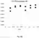 Fig. 13 - Lyophilized preparation of cytotoxic dipeptides