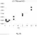Fig. 16 - Lyophilized preparation of cytotoxic dipeptides