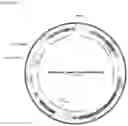 Fig. 24 - Compositions and methods for immunotherapy