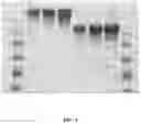 Fig. 05 - Conjugates of tumor necrosis factor inhibitors to functionalized polymers