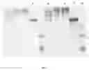 Fig. 06 - Conjugates of tumor necrosis factor inhibitors to functionalized polymers