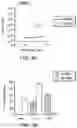 Fig. 05 - COMPOSITIONS AND METHODS FOR ENHANCING TRANSPORT THROUGH MUCUS