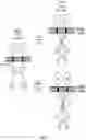 Fig. 02 - Methods and compositions for treating cone-rod retinal dystrophy
