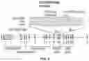 Fig. 12 - Methods and compositions for treating cone-rod retinal dystrophy