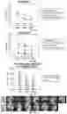Fig. 23 - Methods and compositions for treating cone-rod retinal dystrophy