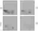 Fig. 11 - ORGAN DIRECTED GENE DELIVERY