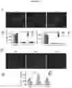 Fig. 15 - Biocompatible hydrogel compositions and uses thereof