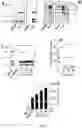 Fig. 03 - EXTRACELLULAR MATRIX AND ITS USE FOR REGULATING THE DIFFERENTIATION OF MESENCHYMAL STEM CELLS