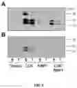 Fig. 04 - EXTRACELLULAR MATRIX AND ITS USE FOR REGULATING THE DIFFERENTIATION OF MESENCHYMAL STEM CELLS