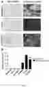 Fig. 10 - EXTRACELLULAR MATRIX AND ITS USE FOR REGULATING THE DIFFERENTIATION OF MESENCHYMAL STEM CELLS