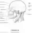 Fig. 13 - Oro-nasal patient interface
