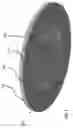 Fig. 03 - Hydrogen-enhanced transdermal system