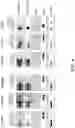 Fig. 07 - NON-NATURALLY OCCURRING CAPSIDS FOR DELIVERY OF NUCLEIC ACIDS AND/OR PROTEINS