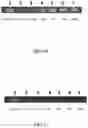 Fig. 09 - Separation Device, and Method of Use, to Remove PCR Inhibitors from Whole Blood and Serum Samples