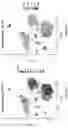 Fig. 167 - METHODS FOR DETERMINING SPATIAL AND TEMPORAL GENE EXPRESSION DYNAMICS DURING ADULT NEUROGENESIS IN SINGLE CELLS