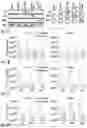 Fig. 02 - PSMA-based molecular-genetic reporter system