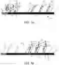 Fig. 02 - MULTIPLEX LATERAL FLOW ASSAY FOR DIFFERENTIATING BACTERIAL INFECTIONS FROM VIRAL INFECTIONS