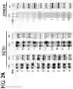 Fig. 06 - Systems and methods for diagnosing and treating chronic organ rejection