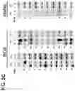 Fig. 08 - Systems and methods for diagnosing and treating chronic organ rejection