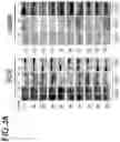 Fig. 10 - Systems and methods for diagnosing and treating chronic organ rejection