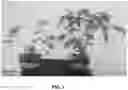 Fig. 02 - METHOD OF PRODUCING PATHOGEN-FREE CANNABIS PLANTS AND PATHOGEN-FREE PLANTS AND CLONES PRODUCED THEREFROM