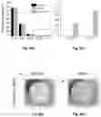 Fig. 17 - Method for revealing resin-based composites