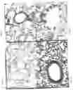 Fig. 08 - Sterically stabilized carrier for aerosol therapeutics, compositions and methods for treating the respiratory tract of a mammal