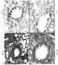 Fig. 09 - Sterically stabilized carrier for aerosol therapeutics, compositions and methods for treating the respiratory tract of a mammal