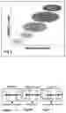 Fig. 04 - HMGB1 antagonist