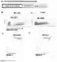 Fig. 02 - Chimeric antigen receptor specific for BDCA2 antigen