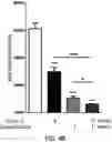 Fig. 06 - Pharmaceutical composition for preventing or treating diabetes, containing zinc salt, cyclo-hispro and antidiabetic drug as active ingredients
