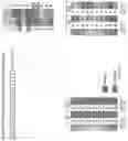 Fig. 85 - PIF-TRANSFECTED CELLS AND METHODS OF USE