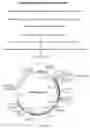 Fig. 03 - Methods and compositions for treatment of angiogenic disorders using anti-VEGF agents